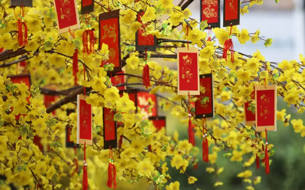 decoration by yellow apricot blossoms