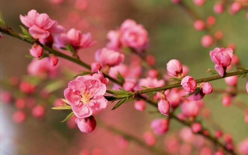 Hanoi Tet Festival 2026: A Timeless Celebration of Vietnam’s Lunar New Year 2 vietnamese new year flowers 2