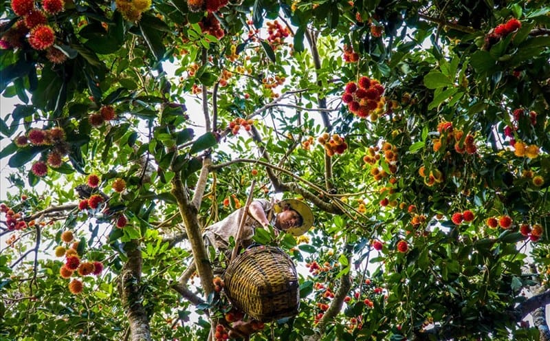 farmer-harvesting-rambutan